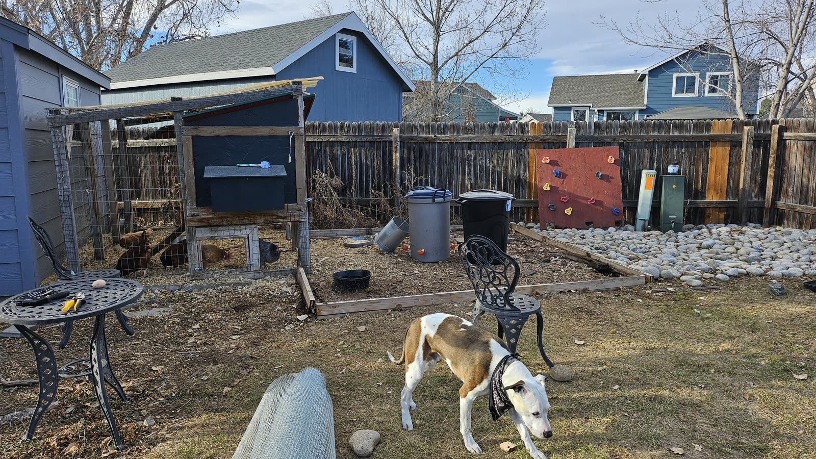 The backyard before: the old coop leaning against the fence line.